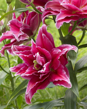 Lilia orientalna 'Grand Amour' (Lilium orientalis) cebulki kwiatowe, rozmiar 22/+; 1 szt., różowe / w odcieniu różowym