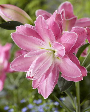 Lilia orientalna 'Lotus Wonder' (Lilium orientalis) cebulki kwiatowe, rozmiar 20/22; 1 szt., różowe / w odcieniu różowym