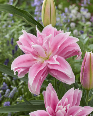 Lilia orientalna 'Milano' (Lilium hybr.) cebulki kwiatowe, rozmiar 20/22; 1 szt., różowe / w odcieniu różowym, kwiaty dwubarwne