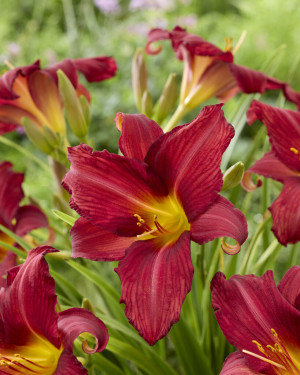 Liliowiec 'Bourbon Kings' (Hemerocallis hybrida) sadzonka korzeniowa, czerwone / w odcieniu czerwonym