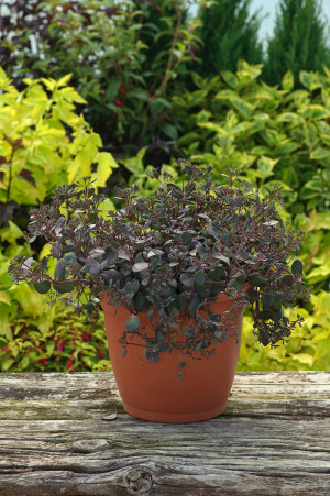 Rozchodnik 'Bertram Anderson' (sedum) pojemnik C2 (doniczka okrągła 2 litrowa), różowe / w odcieniu różowym