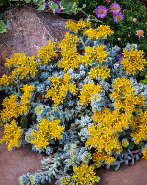 Rozchodnik 'Cape Blanco' (Sedum spathuliofolius) pojemnik C2 (doniczka okrągła 2 litrowa), różowe / w odcieniu różowym