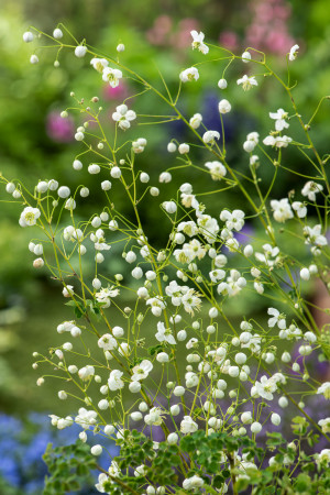 Rutewka Delavay'a 'Splendide White' (Thalictrum delavayi) pojemnik P13 (doniczka 13x13x13 cm), białe / w odcieniu białym