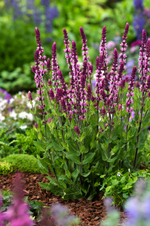 Szałwia omszona 'Caradonna Pink' (Salvia nemorosa) pojemnik P11 (doniczka 11x11x11 cm), różowe / w odcieniu różowym