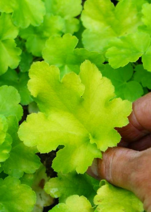 Żurawka 'Rex Lime' (Heuchera) pojemnik C2 (doniczka okrągła 2 litry), białe / w odcieniu białym