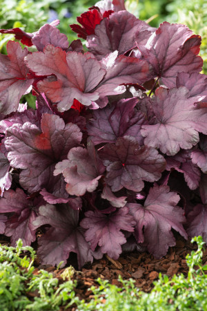 Żurawka 'Chocolate Ruffles' (Heuchera) pojemnik C2 (doniczka okrągła 2 litry), różowe / w odcieniu różowym, białe / w odcieniu białym