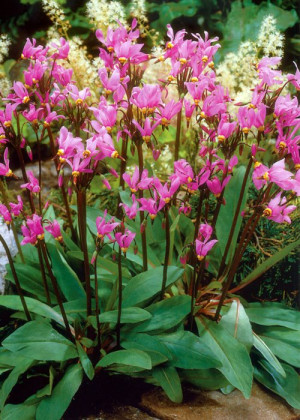 Bożykwiat (Dodecatheon meadia) pojemnik P9 (doniczka 9x9x10cm), różowe / w odcieniu różowym