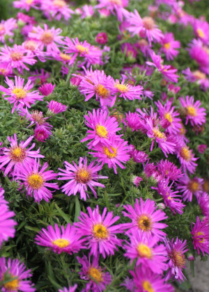 Aster krzaczasty 'Alice Haslam' (Aster dumosus) pojemnik P9 (doniczka 9x9x10cm), fioletowe / w odcieniu fioletowym