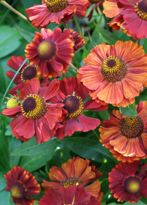 Dzielżan ogrodowy 'Ruby Charm' (Helenium ×hybridum hort) sadzonka korzeniowa, czerwone / w odcieniu czerwonym, kwiaty wielobarwne