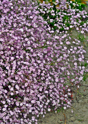Gipsówka wiechowata 'Flamingo' (Gypsophilla paniculata) pojemnik C2 (doniczka okrągła 2 litrowa), różowe / w odcieniu różowym