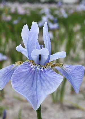 Irys syberyjski 'Cambridge' (Iris sibirica) sadzonka korzeniowa, niebieskie / w odcieniu niebieskim