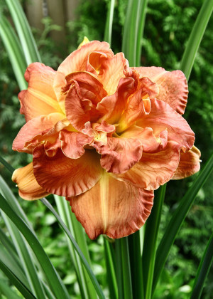 Liliowiec 'Candelight Dinner' (Hemerocallis hybrida) sadzonka korzeniowa,