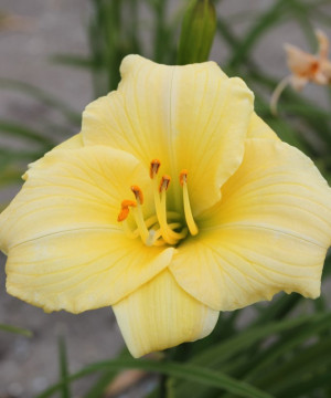 Liliowiec 'Precious de oro' (Hemerocallis hybrida) sadzonka korzeniowa, białe / w odcieniu białym