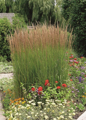 Trzcinnik ostrokwiatowy 'Karl Foerster' (Calamgrostis x acutiflora) pojemnik C2 (doniczka okrągła 2 litry),