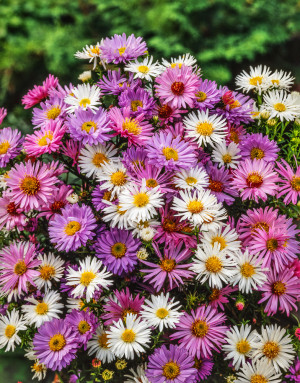 [Zestaw] Aster bylinowy 5 szt.