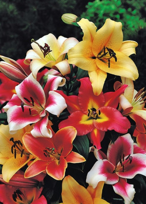 [Zestaw] Lilia drzewiasta 5 szt.