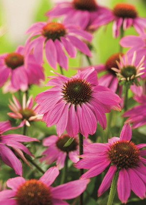 Jeżówka 'Pow Wow Wild Berry' (Echinacea purpurea) pojemnik P9 (doniczka 9x9x10cm), fioletowe / w odcieniu fioletowym