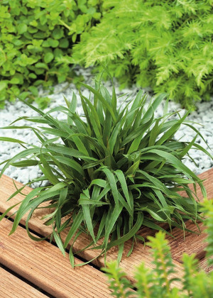 Kosmatka owłosiona 'Igel' (Luzula pilosa ) pojemnik P9 (doniczka 9x9x10cm),