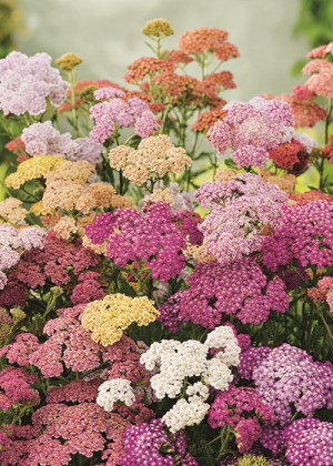 Krwawnik 'Summer Pastels' F2 (Achillea millefolium) sadzonka korzeniowa, 2 szt., różowe / w odcieniu różowym, czerwone / w odcieniu czerwonym, fioleto