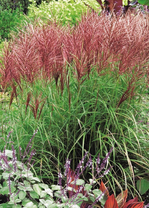 Miskant chiński 'Flamingo' (Miscanthus sinensis) pojemnik C2 (doniczka okrągła 2 litry), brązowe / w odcieniu brązowym