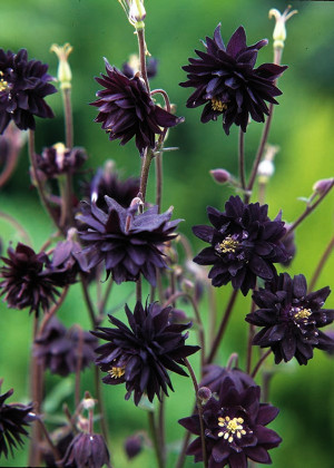 Orlik 'Barlow Black' (Aquilegia ×hybrida) pojemnik C2 (doniczka okrągła 2 litry), czarne / bardzo ciemne