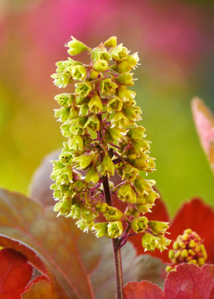 Żurawka 'Little Cutie Blondie' (Heuchera) pojemnik C2 (doniczka okrągła 2 litry), białe / w odcieniu białym