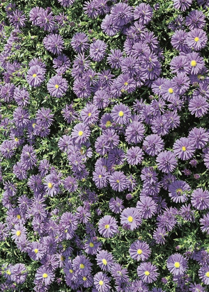 Aster bylinowy niebieski (Aster dumosus) pojemnik P11 (doniczka 11X11X12cm); 1 szt., fioletowe / w odcieniu fioletowym