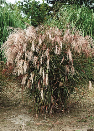 Miskant chiński 'Kleine Fontane' (Miscanthus sinensis) pojemnik C2 (doniczka okrągła 2 litry), białe / w odcieniu białym