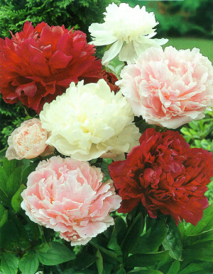 Piwonia mix 3 szt. (Paeonia lactiflora) pojemnik P11 (doniczka 11X11X12cm); 1 szt., mieszanka kolorów