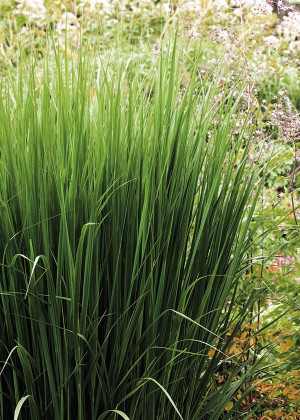 Proso rózgowate 'Northwind' (Panicum) pojemnik C2 (doniczka okrągła 2 litry),