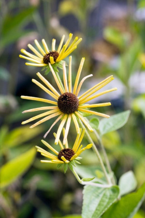 Rudbekia nibykutnerowata 'Little Henry' (Rudbeckia hirta) pojemnik P11 (doniczka 11X11X12cm); 1 szt., żółte / w odcieniu żółtym