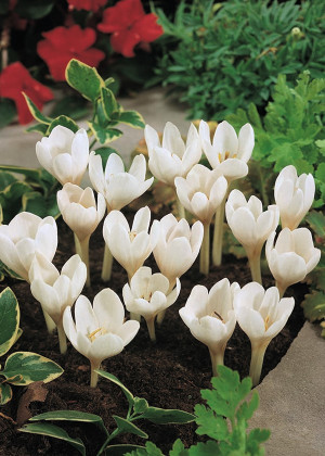 Zimowit speciosum 'Album' () pojemnik P13 (13x13x13) 1 szt., białe / w odcieniu białym