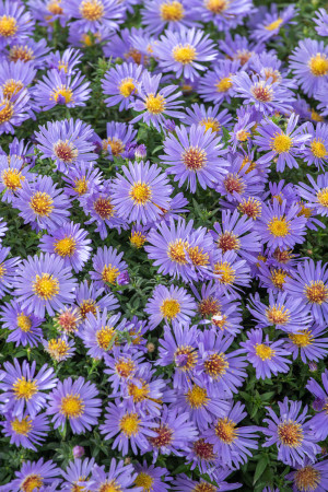 Aster bylinowy 'Wood's Blue' (Aster dumosus) pojemnik P11 (doniczka 11X11X12cm); 1 szt., niebieskie / w odcieniu niebieskim