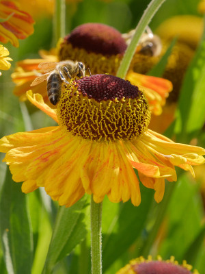 Dzielżan jesienny 'Carmen' (Helenium) sadzonka korzeniowa, żółte / w odcieniu żółtym