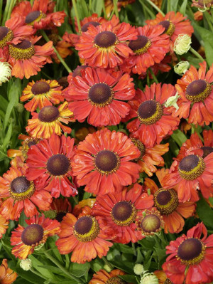 Dzielżan jesienny 'Red Jewel' (Helenium) sadzonka korzeniowa, czerwone / w odcieniu czerwonym, pomarańczowe / w odcieniu pomarańczowym, kwiaty wieloba