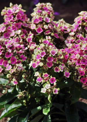 Floks 'Aureole' (Phlox paniculata) sadzonka korzeniowa, kwiaty wielobarwne
