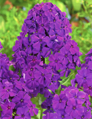 Floks 'Dusterlohe' (Phlox paniculata) sadzonka korzeniowa, fioletowe / w odcieniu fioletowym