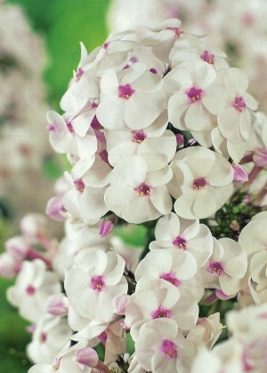 Floks 'Ice Cream' (Phlox paniculata) sadzonka korzeniowa, białe / w odcieniu białym