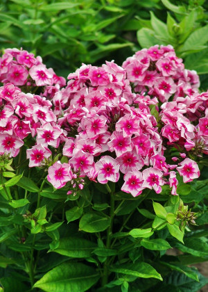 Floks 'Stars and Stripes' (Phlox paniculata) sadzonka korzeniowa, różowe / w odcieniu różowym, kwiaty dwubarwne