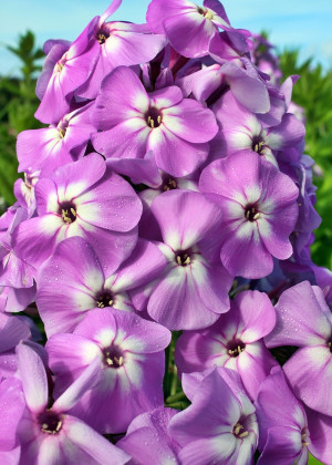 Floks szerokolistny 'Goliath' (Phlox amplifolia) pojemnik P13 (doniczka 13x13x13cm), fioletowe / w odcieniu fioletowym, kwiaty dwubarwne