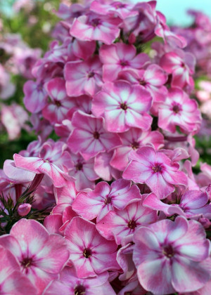 Floks szerokolistny 'Hercules' (Phlox amplifolia) pojemnik P13 (doniczka 13x13x13 cm), różowe / w odcieniu różowym, kwiaty dwubarwne