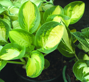 Funkia 'Warwick Comet' (Hosta) pojemnik P13 (doniczka 13x13x13 cm), fioletowe / w odcieniu fioletowym