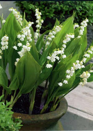 Konwalia majowa 'Bordeaux' (Convallaria majalis) pojemnik P9 (doniczka 9x9x10cm), białe / w odcieniu białym