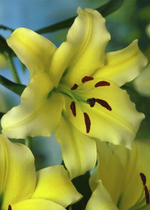Lilia drzewiasta 'Conca d'Or' (Lilium OT hybrid) cebulki kwiatowe, rozmiar 24+, żółte / w odcieniu żółtym