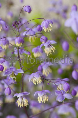 Rutewka Delavay'a różowa (Thalictrum delavayi) pojemnik P2 (doniczka kwadratowa 2l), różowe / w odcieniu różowym
