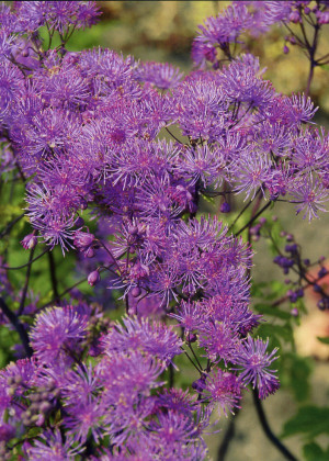 Rutewka orlikolistna 'Black Stocking' (Thalictrum) pojemnik P13 (doniczka 13x13x13 cm), różowe / w odcieniu różowym