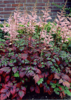 Tawułka Arendsa 'Colour Flash' (Astilbe xarendsii) pojemnik P11 (doniczka 11X11X12cm); 1 szt., różowe / w odcieniu różowym