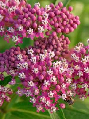 Trojeść krwista 'Cinderella' (Asclepias incarnata) sadzonka korzeniowa, różowe / w odcieniu różowym, kwiaty dwubarwne, kwiaty wielobarwne