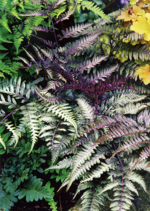 Wietlica japońska 'Burgundy Lace' (Athyrium niponicum) pojemnik C2 (doniczka okrągła 2 litry),