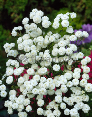Krwawnik kichawiec 'Pearl' (Achillea ptarmica) pojemnik C2 (doniczka okrągła 2 litrowa), białe / w odcieniu białym